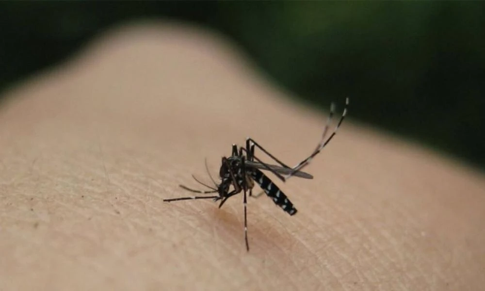 Θεσσαλία: Χαμηλός ο κίνδυνος εμφάνισης του ιού του δυτικού Νείλου, λέει βιολόγος